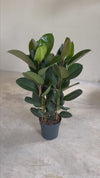 Ficus Elástica Robusta XL video