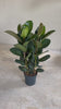 Ficus Elástica Robusta XL video