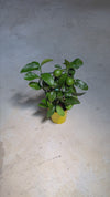 Árbol Limonero M