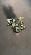 Begonia Caracol L video