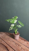Monstera Thai Constellation M