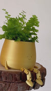 happy-pot-golden-video