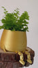 happy-pot-golden-video