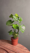 Monstera Deliciosa L