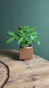 Cube – Mini Maceta Cerámica Marrón 9 cm