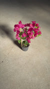 Buganvilla-Rosa-M-video