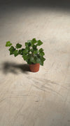 Hedera Hibernica - Hiedra Mini