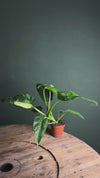 Philodendron Jose Buono M