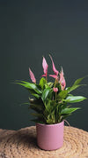 Gift Set Anthurium Lilly Pink + Mini Maceta Cerámica Rosa