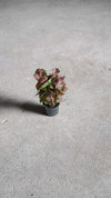 Syngonium Neon Pink Mini