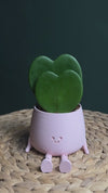 Gift Set Hoya Kerrii Doble + Happy Pot Rosa