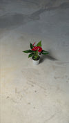 Anthurium-Rojo-Mini-video