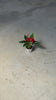 Anthurium-Rojo-Mini-video