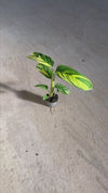 Ctenanthe Pilosa Golden Mosaic Mini