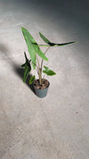 Alocasia-zebrina-m-video

