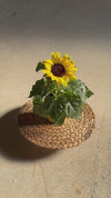 Planta del Girasol M