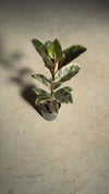 Ficus Elástica Tineke L