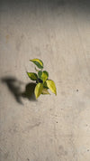 Philodendron Brasil Mini