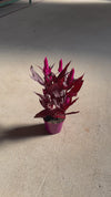 Celosia Spicata Dark Shades M