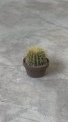 Cactus asiento de suegra video