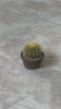 Cactus asiento de suegra video