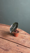 Alocasia Red Petiole Mini