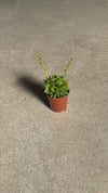 Peperomia Happy Bean Mini