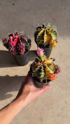 Gymnocalycium Japan Mini Cactus