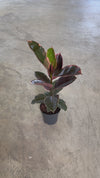 Ficus Elástica Belize L