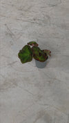 Begonia Rex Soli Mutata Mini