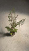 Helecho Arborescente - Cyathea tomentosissima M