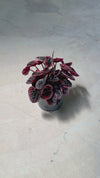 Peperomia Abricot M
