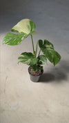 monstera-thai-constellation-l-video