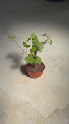 Parra Bonsái - Vitis Vinifera