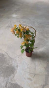 Buganvilla Naranja- Bougainvillea M