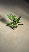 Spathiphyllum-Diamond-video