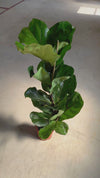 Ficus Lyrata XL video