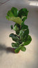 Ficus Lyrata XL video