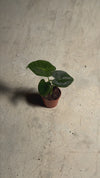 Alocasia Frydek Mini