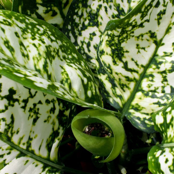 Problemas Plantas Aglaonema