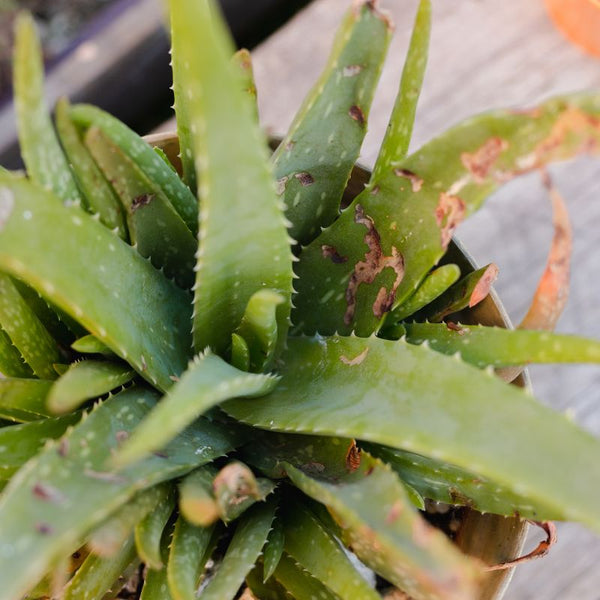 Problemas Plantas Aloe Vera