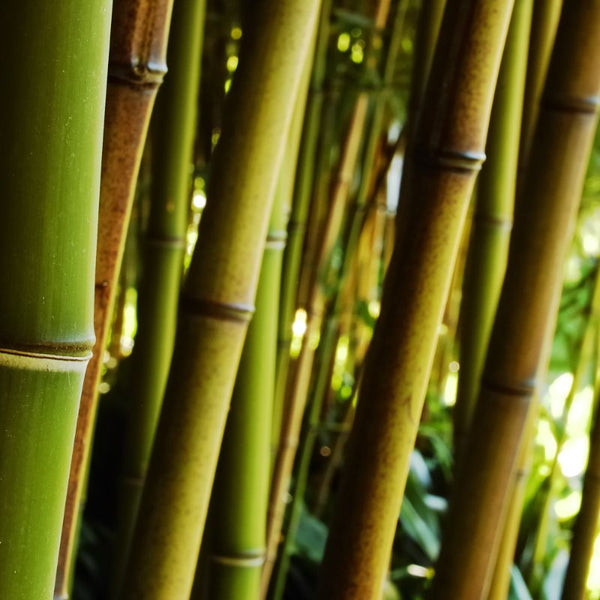 Problemas Plantas Bambú