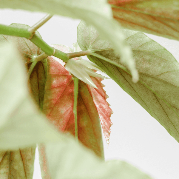 Problemas Plantas Begonia