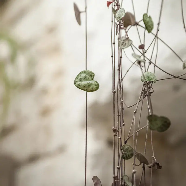Problemas Plantas Ceropegia