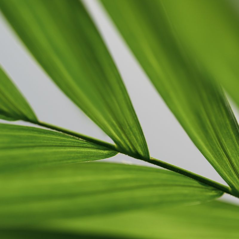 Problemas Plantas Chamaedorea