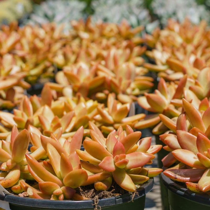 problemas-crassula
