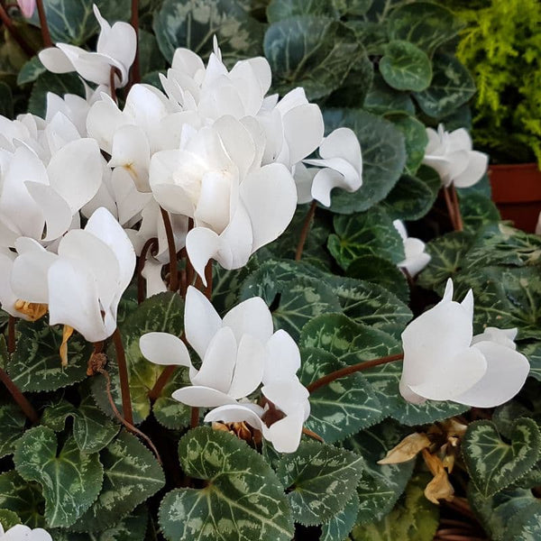Problemas Plantas Ciclamen