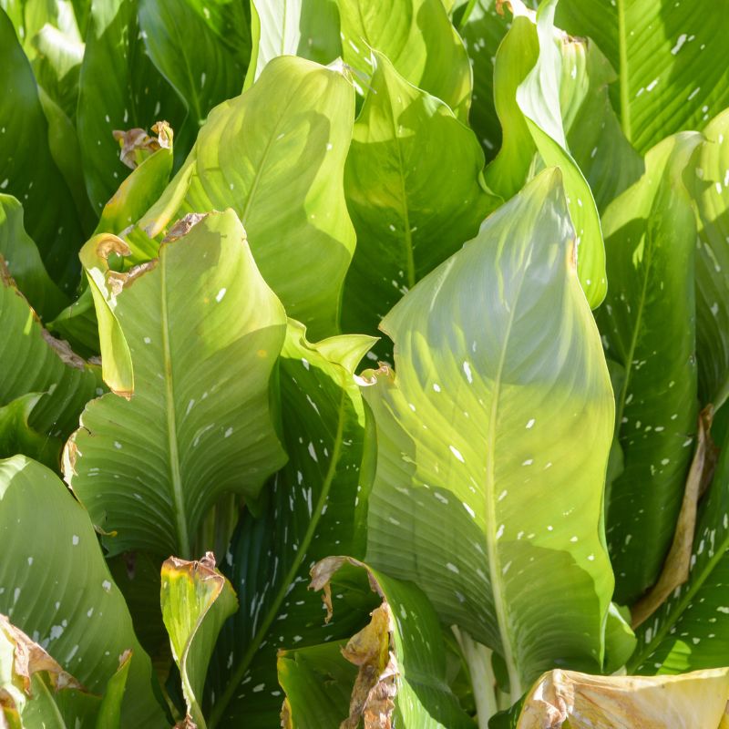 Problemas Plantas Dieffenbachia