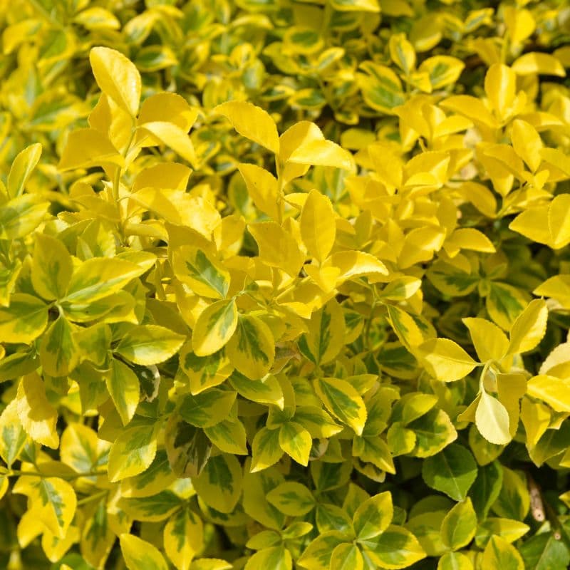 problemas-euonymus