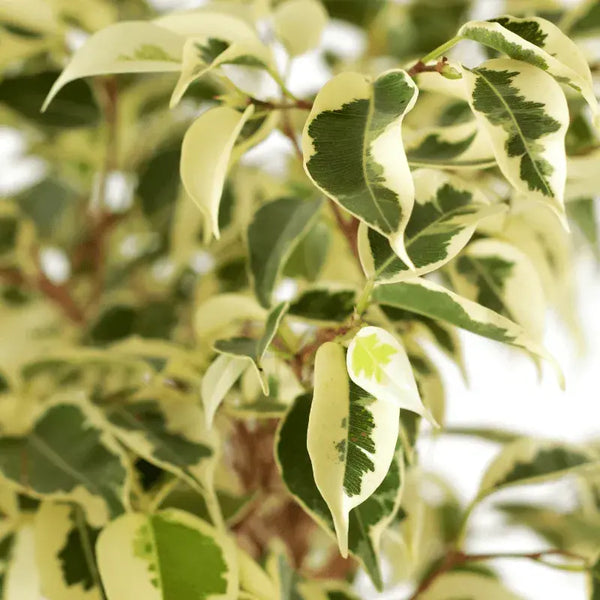 Problemas Plantas Ficus